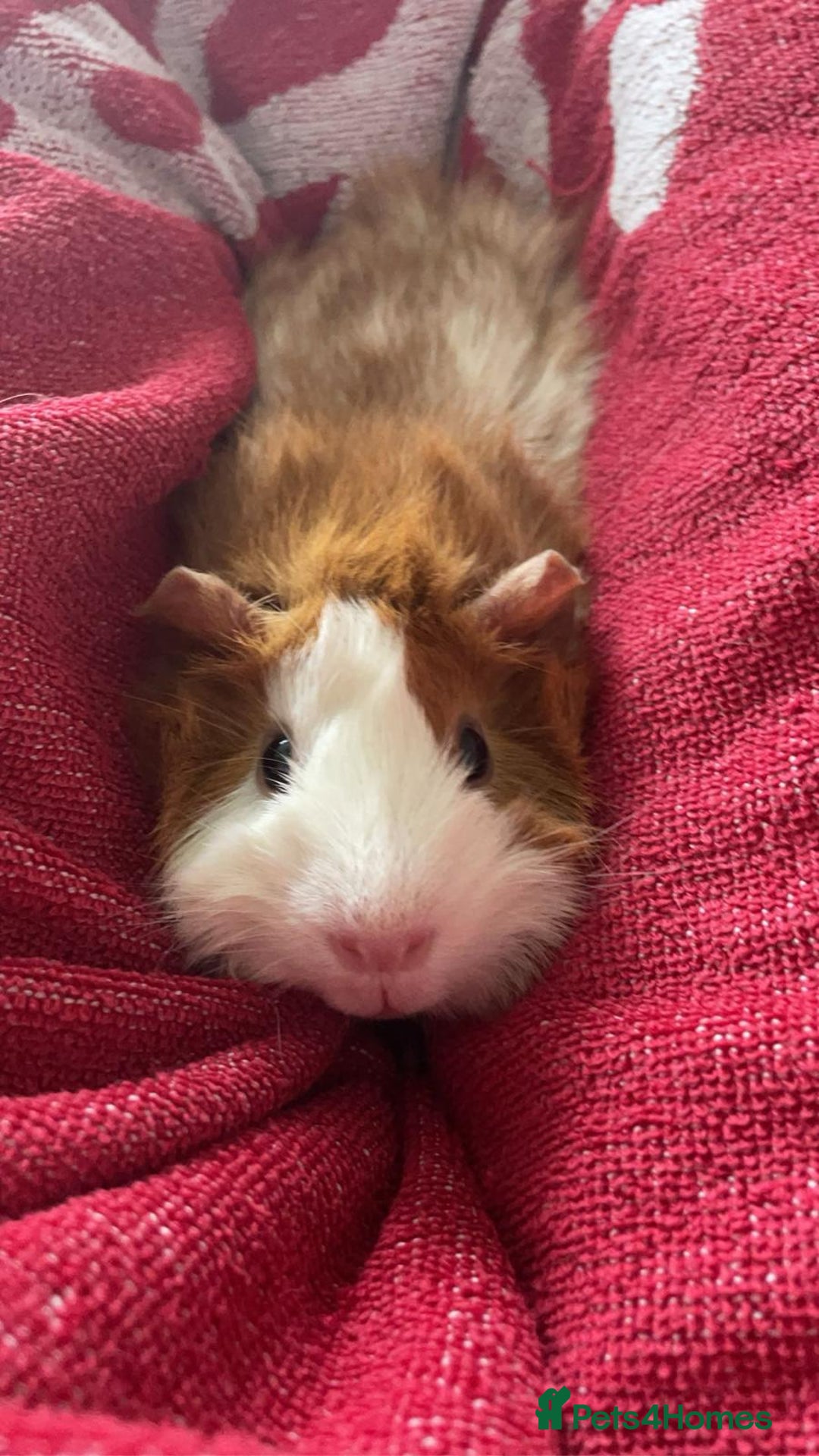 Guinea Pig rodents for sale: 2 guinea pigs looking for a new home! - Advert 14
