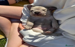 French Bulldog dogs for sale: Gorgeous French Bulldog Puppies. - Image 28