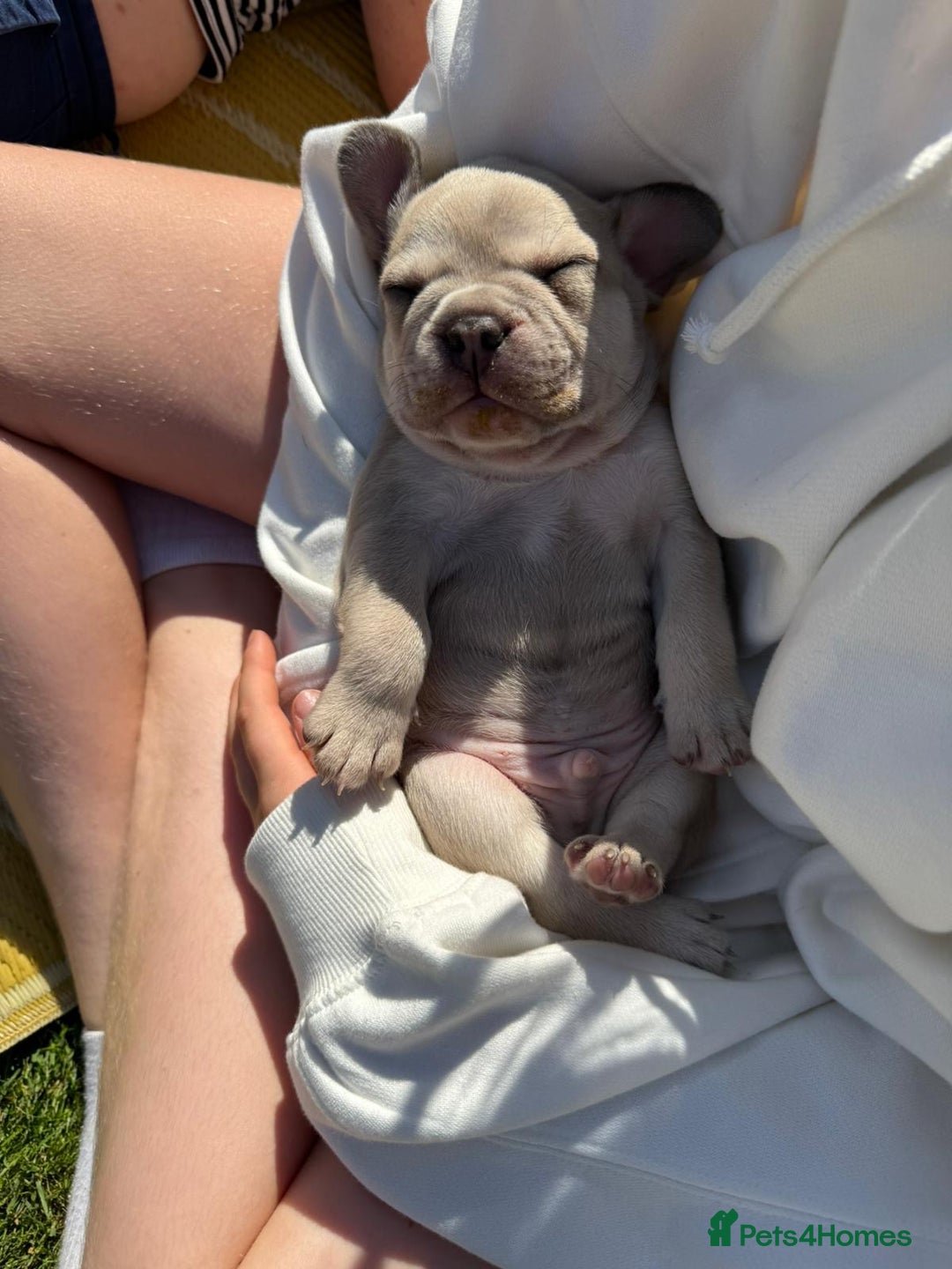 French Bulldog dogs for sale: Gorgeous French Bulldog Puppies. - Image 28