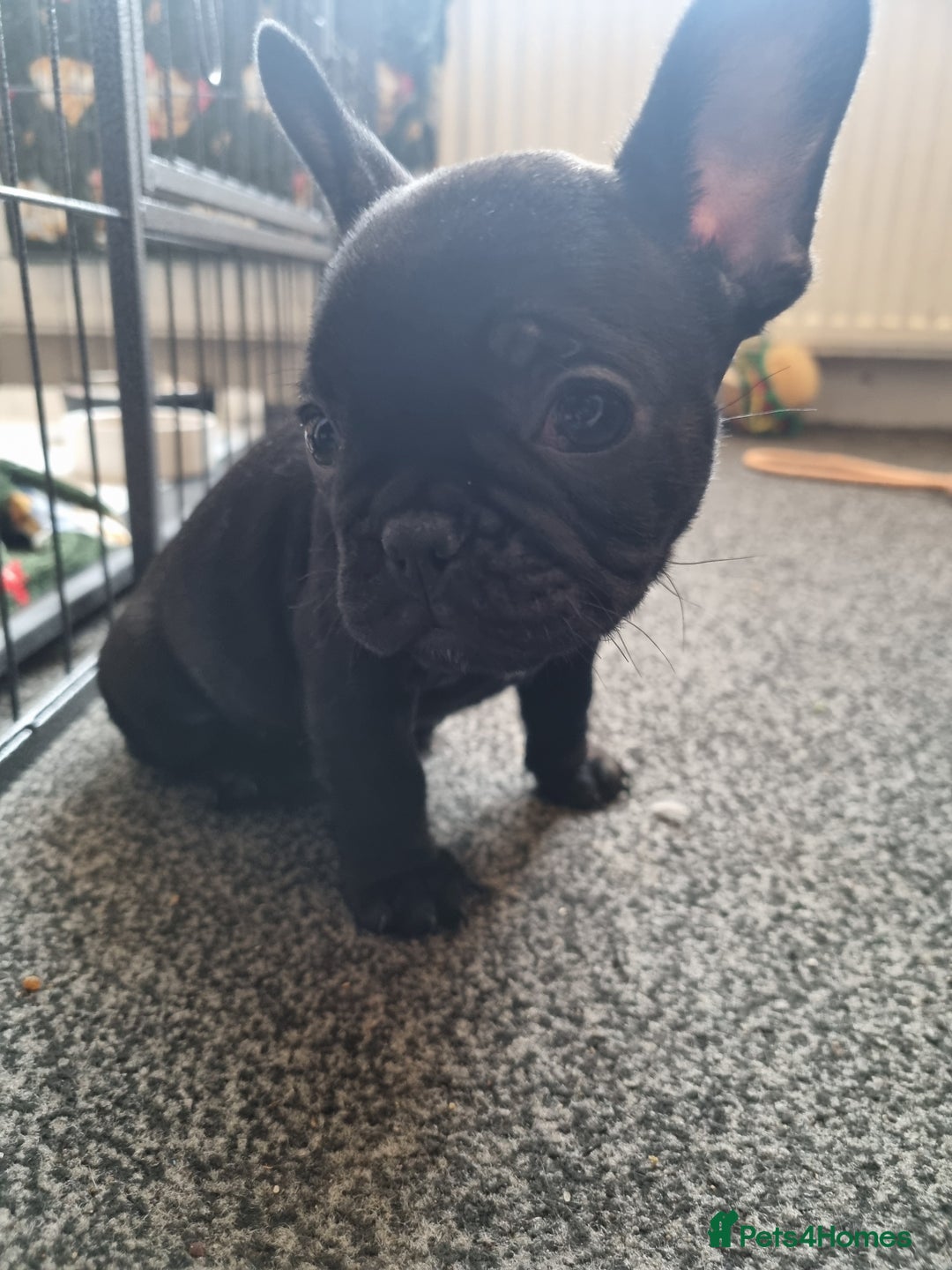 French Bulldog dogs for sale: French Bulldog Puppy - Advert 6