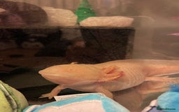 Axolotl reptiles for sale: 2 Albino axolotls with full set up! - Image 3