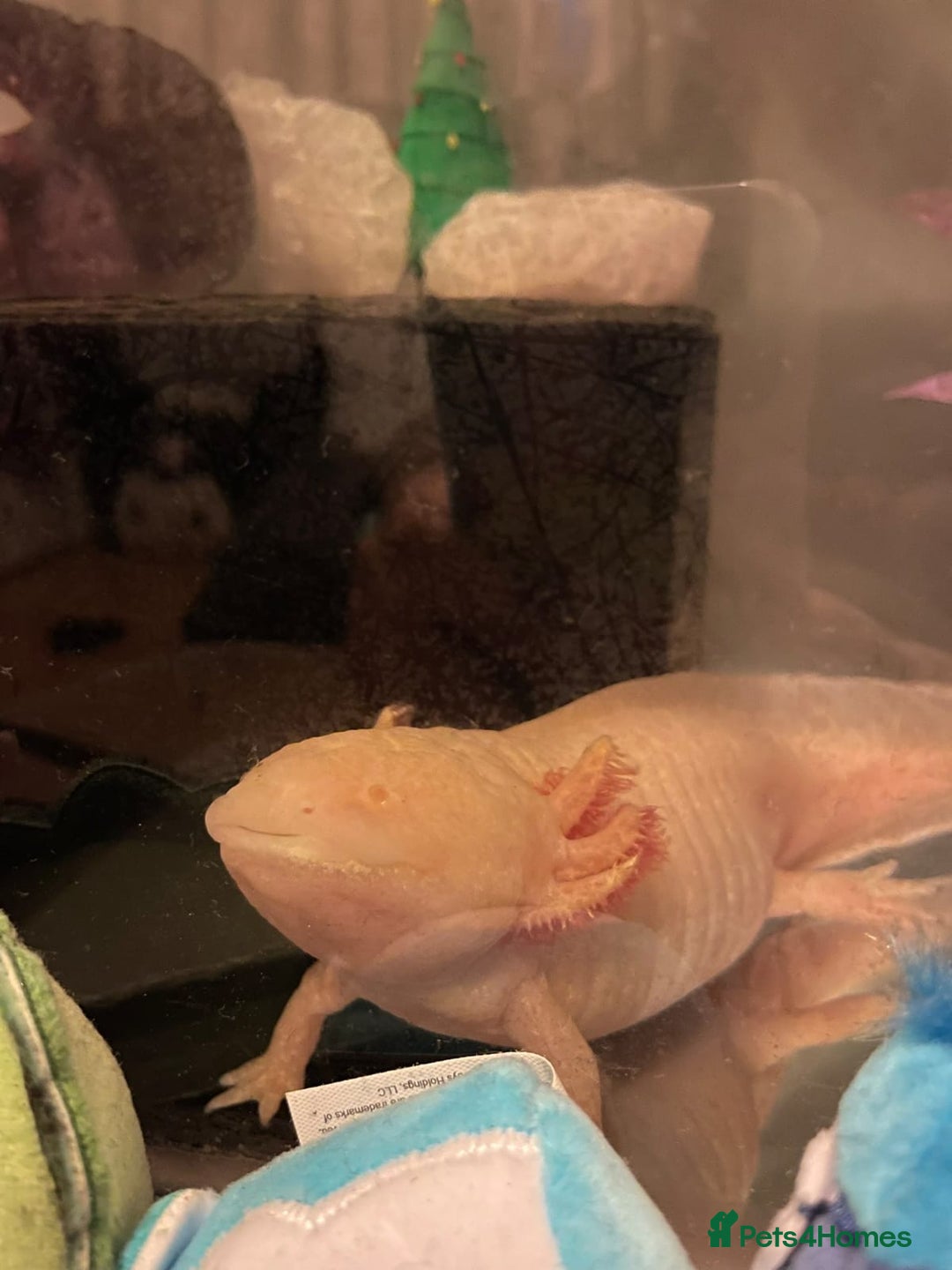 Axolotl reptiles for sale: 2 Albino axolotls with full set up! - Image 3