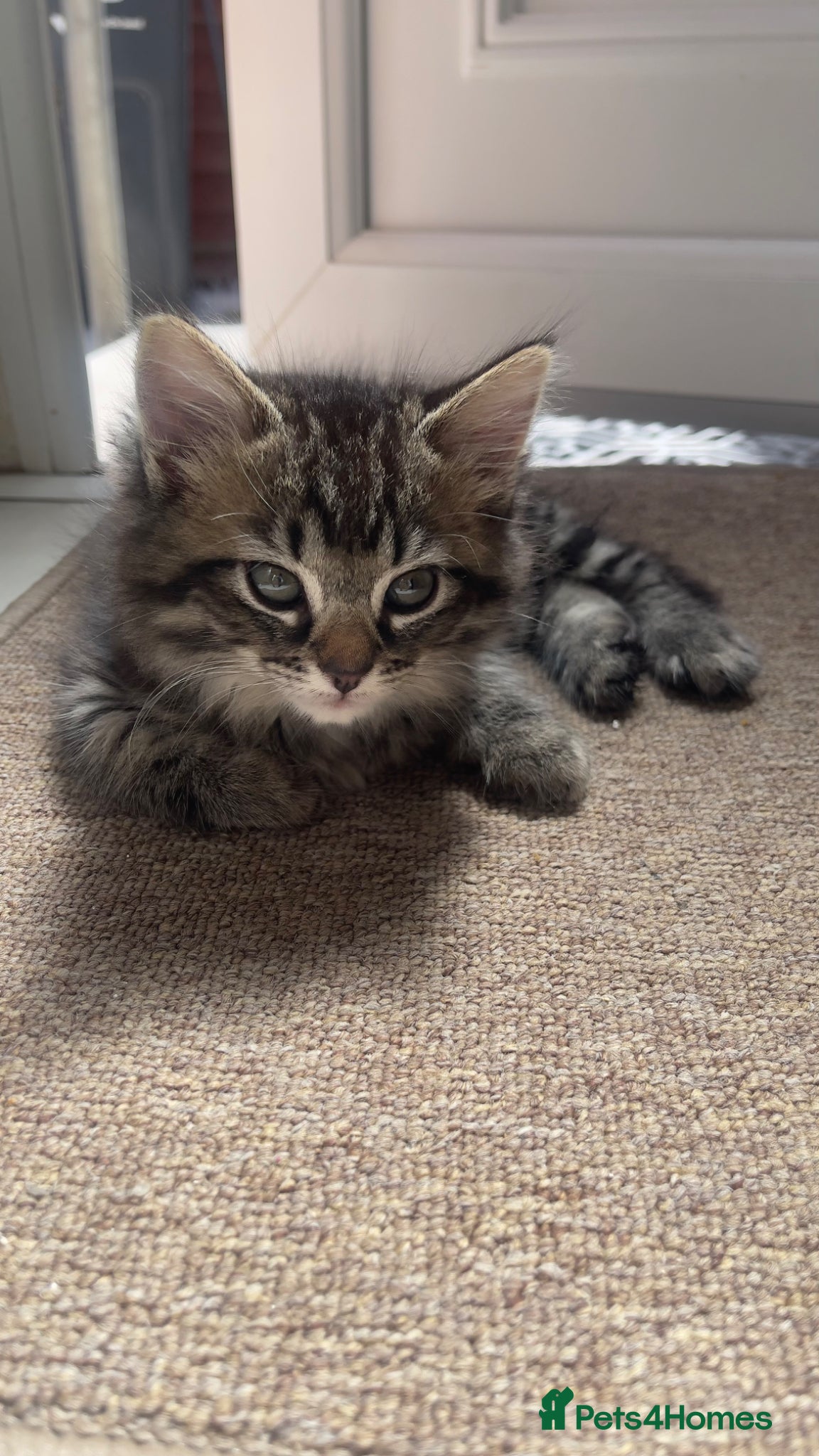 Ragdoll cats for sale: Two Lovely Kittens (3 Months) Half Ragdoll/Tabby in Birmingham - Advert 3