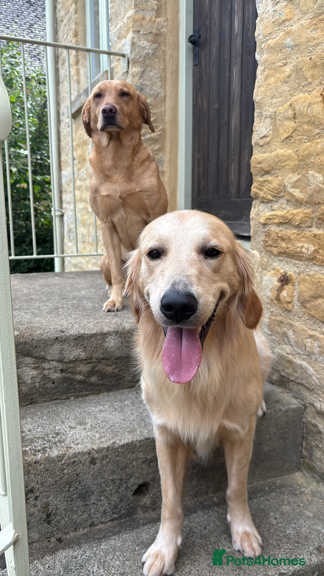 Golden Retriever dogs for stud: KC Reg Golden Retriever Stud - Advert 4