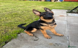 German Shepherd dogs for sale: Nova, German Shepherd Bitch. - Image 3