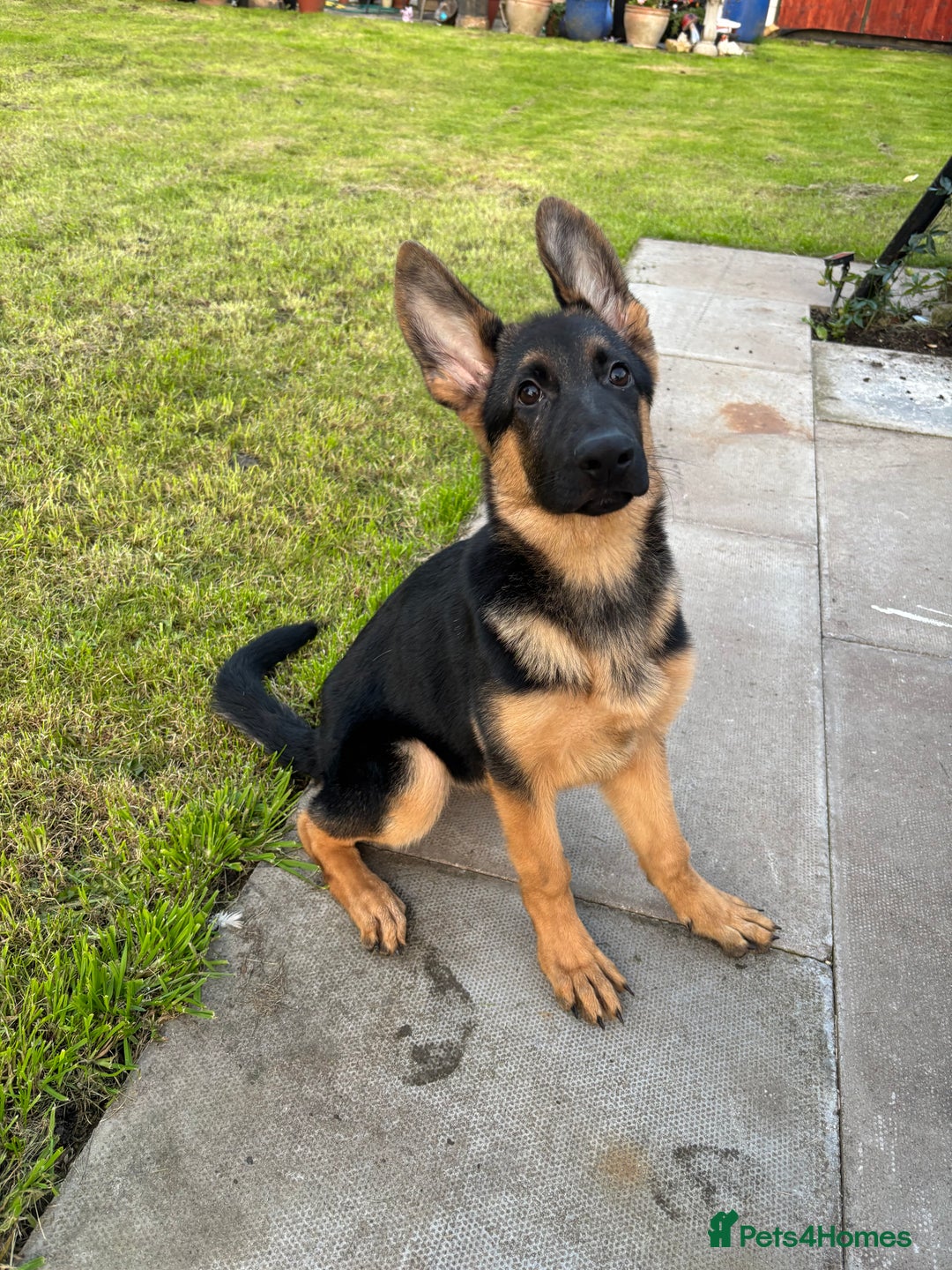 German Shepherd dogs for sale: Nova, German Shepherd Bitch. - Image 3