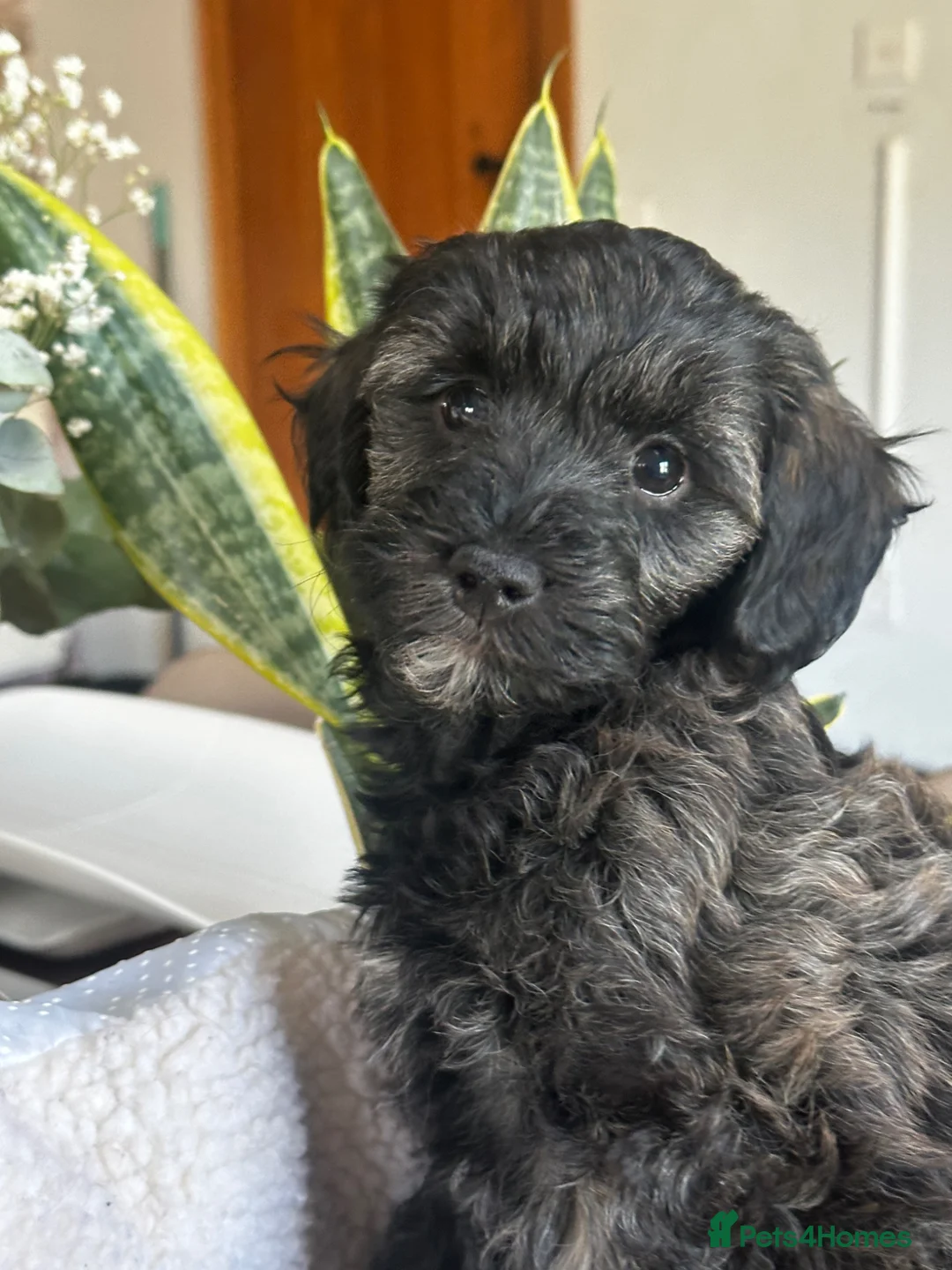 Schnoodle dogs for sale: Brindle boy Schnoodles  - Advert 1