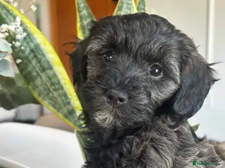 Schnoodle dogs Amazing litter of Schnoodle puppies. - Advert 4