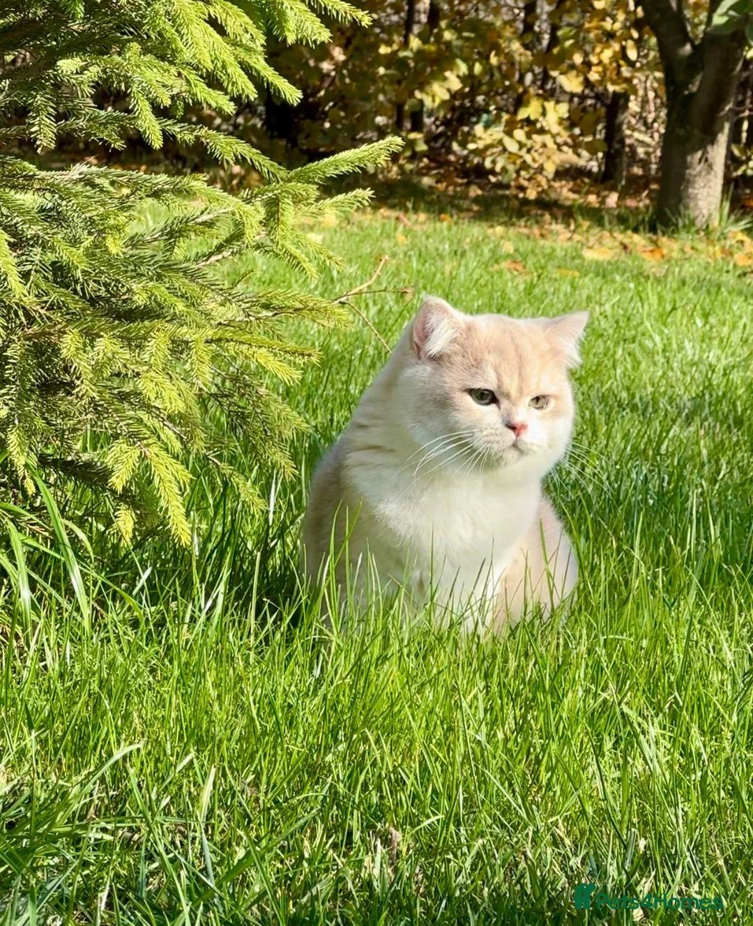 British Shorthair cats for sale: UK’s Best Male BSH Blue Golden Chinchilla, Helios - Advert 12
