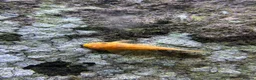 Plecos fish for sale: Super Red Bristlenose Pleco - Advert 4