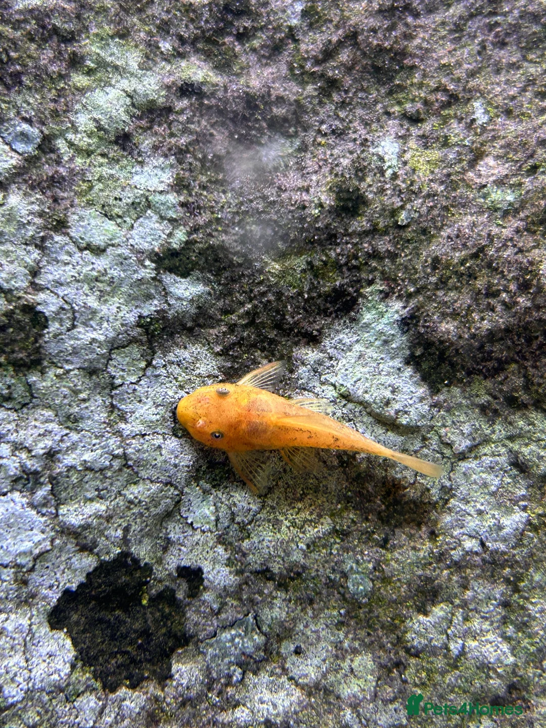 Plecos fish for sale: Super Red Bristlenose Pleco - Advert 4