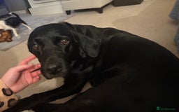Labrador Retriever dogs for sale: Stunning kc labradors  - Image 9