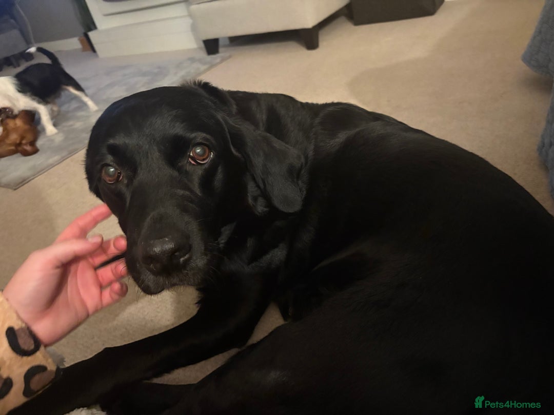 Labrador Retriever dogs for sale: Stunning kc labradors  - Image 9