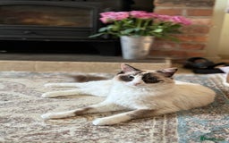 Ragdoll cats for sale: DNA tested Ragdoll Kittens - Image 2