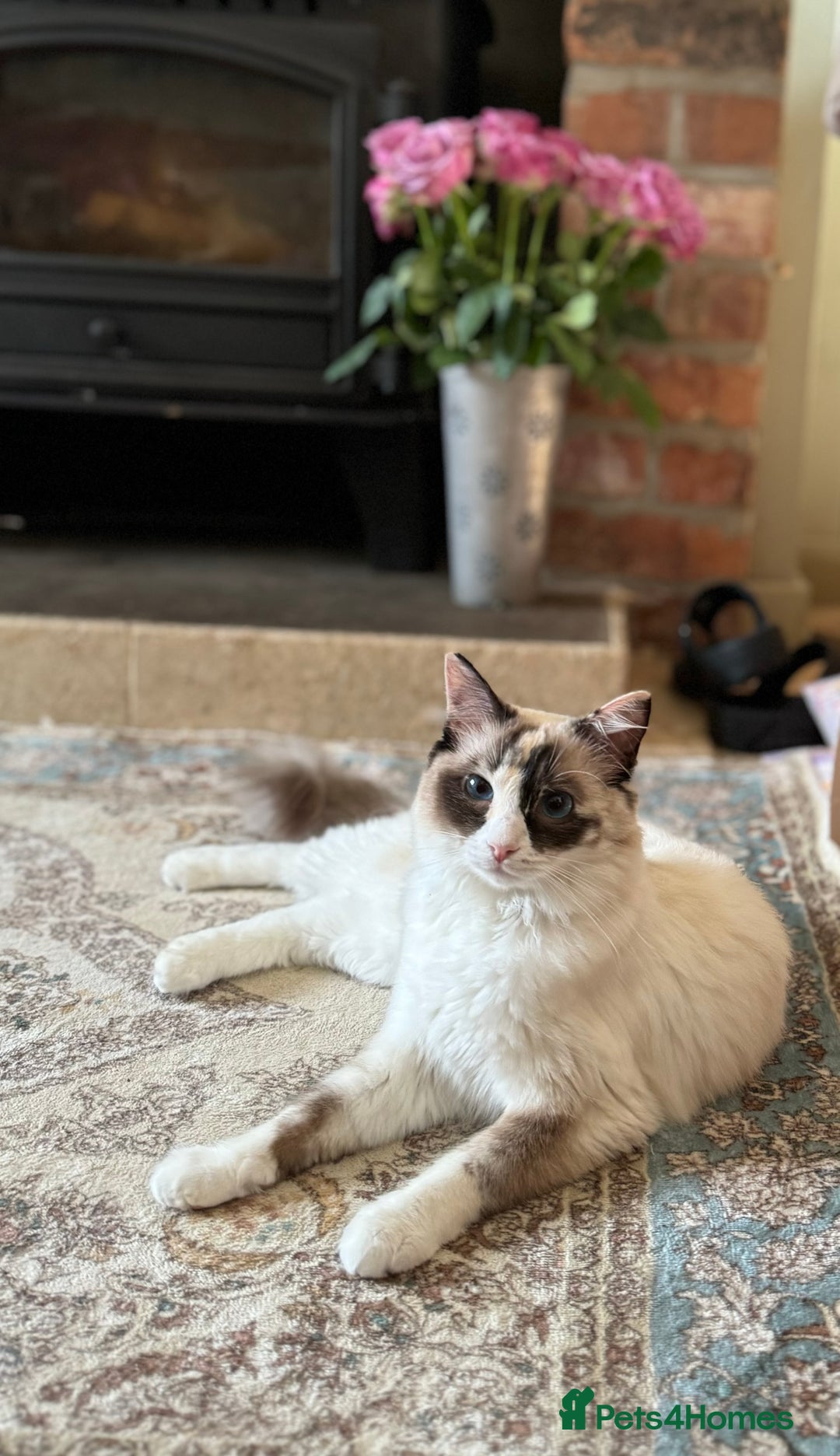 Ragdoll cats for sale: DNA tested Ragdoll Kittens - Image 2