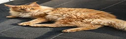 Maine Coon cats for stud: TICA Maine Coon Stud – Pedigree Lines - Advert 6