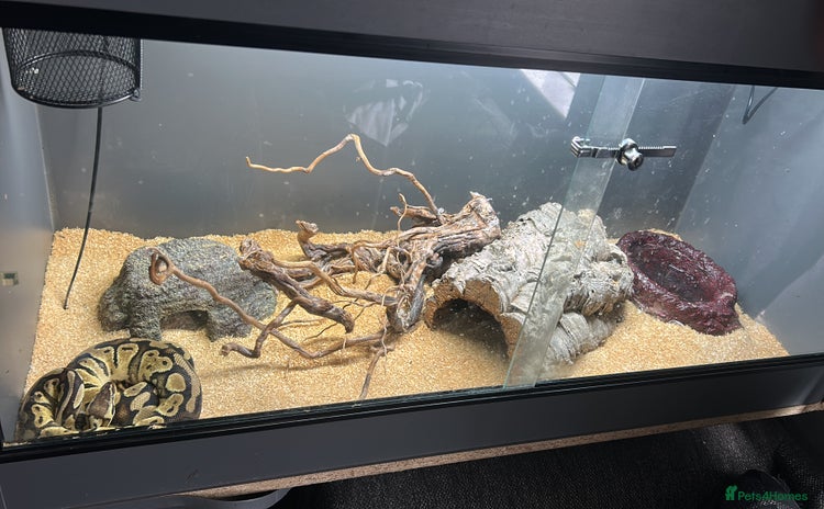 Python Snake reptiles - Advert 2