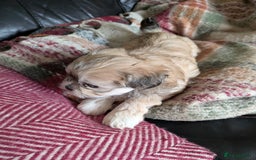 Mixed Breed dogs for sale: Lhasa Apso puppies in Kent - Image 39