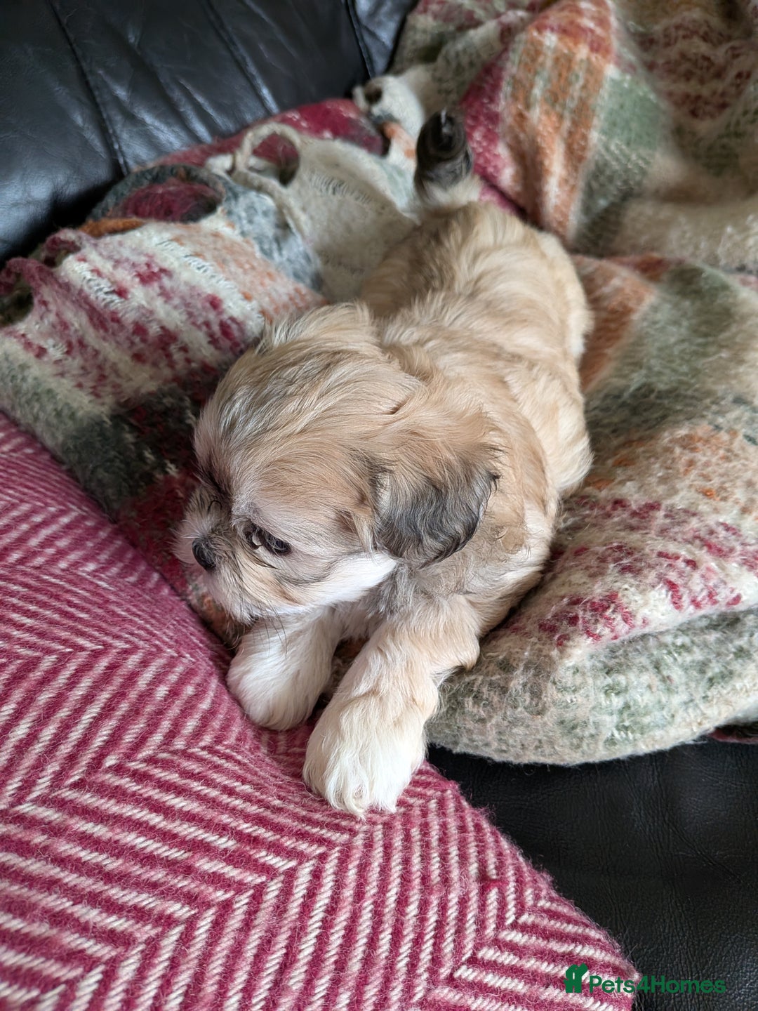 Mixed Breed dogs for sale: Lhasa Apso puppies in Kent - Image 39