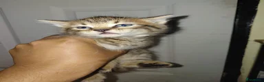 Brown Silver‑Gene Bengal Male