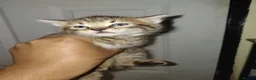 Bengal cats for sale: Rare Silver Smoke Bengal and Black Kittens. MALES - Advert 23