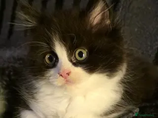 Persian cats Beautiful Ragdoll/Persian Kittens. - Advert 11