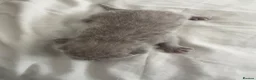 British Shorthair cats for sale: Beautiful British Short Hair Kittens - Advert 22