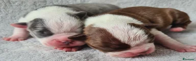 Boston Terrier 3