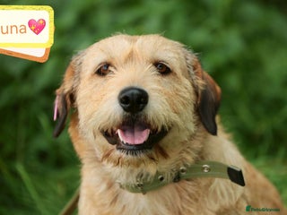 Mixed Breed dogs 💖🐶 DUNA 🐶💖 - Advert 1