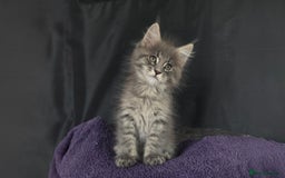 Maine Coon cats for sale: Maine coon kittens ready  - Image 3