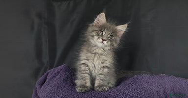 Maine Coon cats - Advert 6