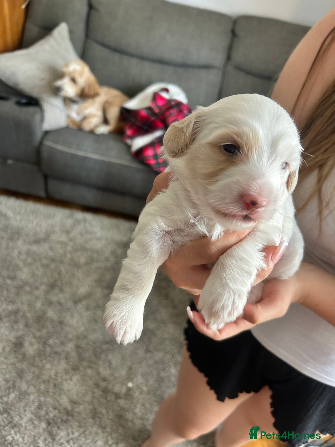 Cockapoo dogs for sale: 1 beautiful cockapoo puppy for sale  - Image 1