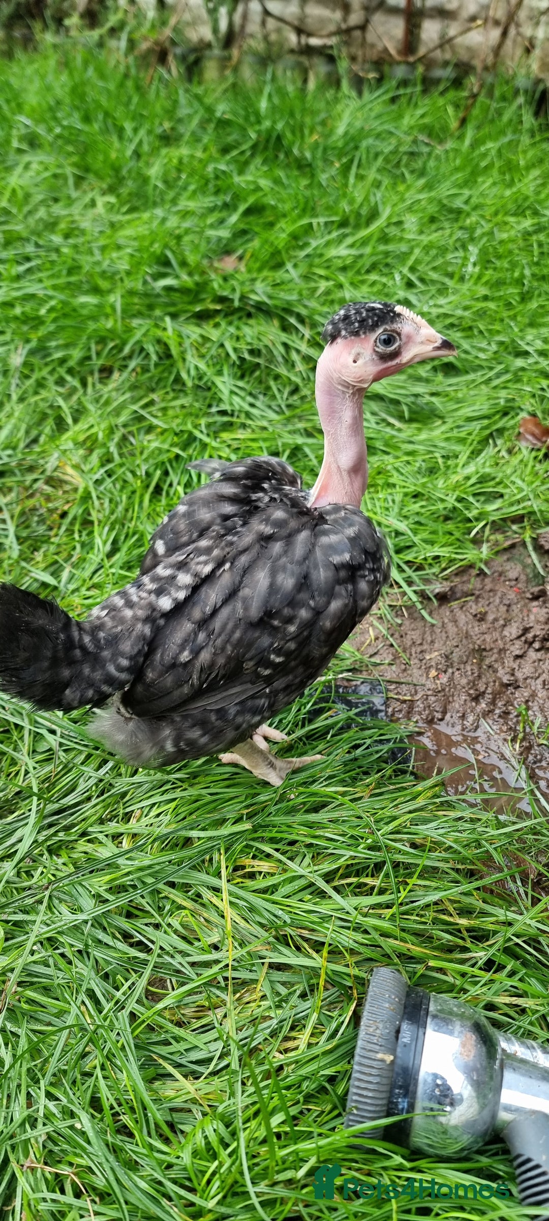 Chickens poultry for sale: Transylvanian Naked Neck Chicks - Image 24
