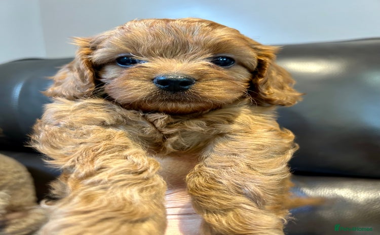 Cavapoo dogs - Advert 3