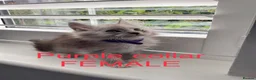 Maine Coon cats for sale: Bundles of fluff,  Maine Coon kittens  - Advert 31