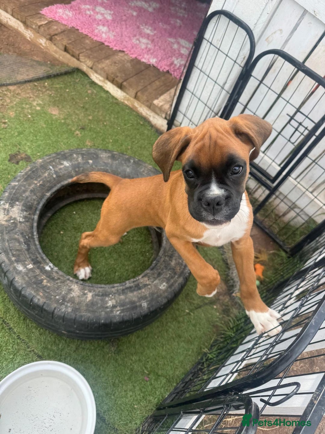 Boxer dogs for sale: KC Boxer Puppies by Winuwuk Walk It Talk It in Bridgwater - Image 6