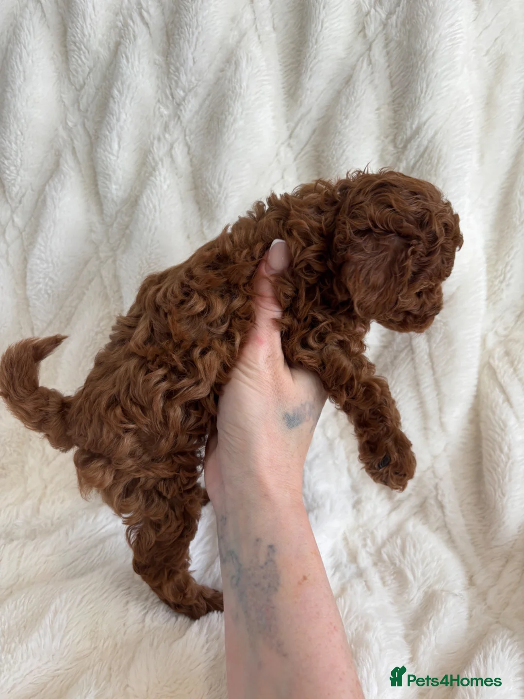 Toy Poodle dogs for sale: Toy poodle  - Advert 2