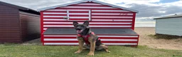 Mixed Breed dogs for sale: Security Dog for Sale  - Advert 24