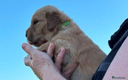 Golden Retriever dogs for sale: Golden Retriever Pups - Image 9