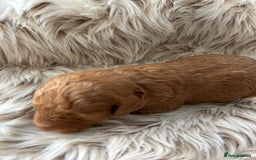 Cockapoo dogs for sale: Cockapoo puppies  - Advert 5