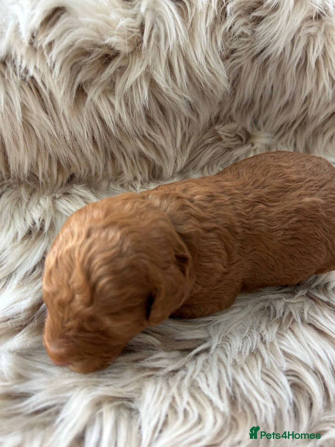 Cockapoo dogs for sale: Cockapoo puppies  - Advert 5