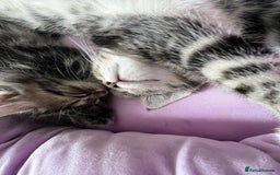 Mixed Breed cats for sale: Beautiful Kittens for sale - Image 9