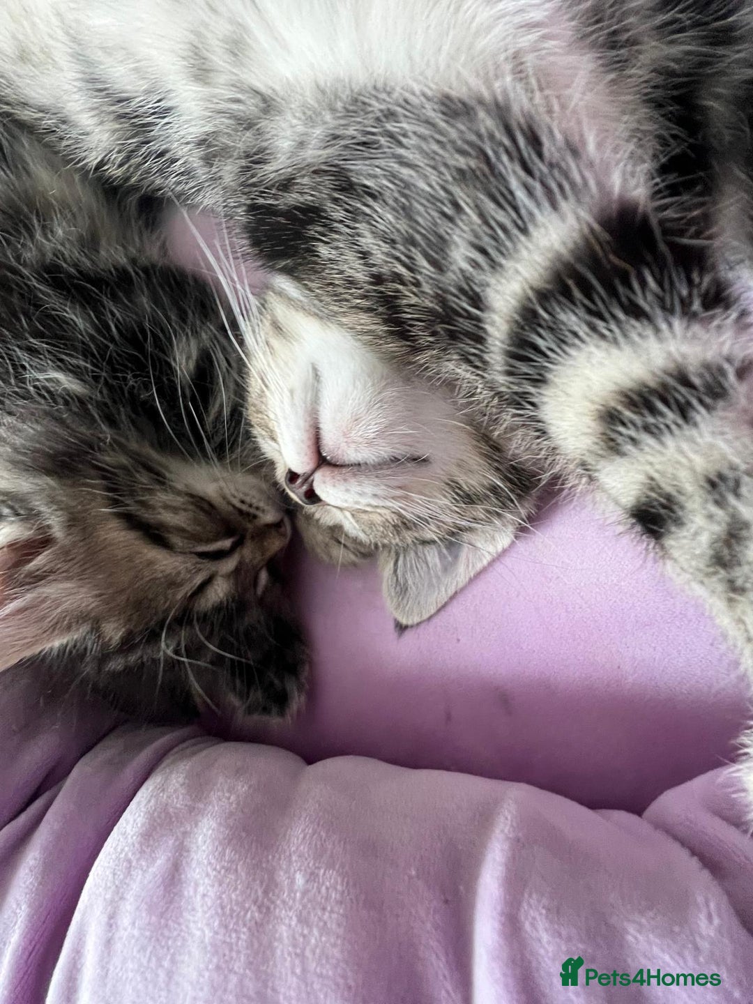 Mixed Breed cats for sale: Beautiful Kittens for sale - Image 9