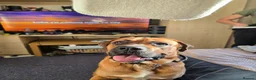 Mixed Breed dogs for sale: Rolo The Rotweiller x Bullmastiff 1 Years Old - Advert 3