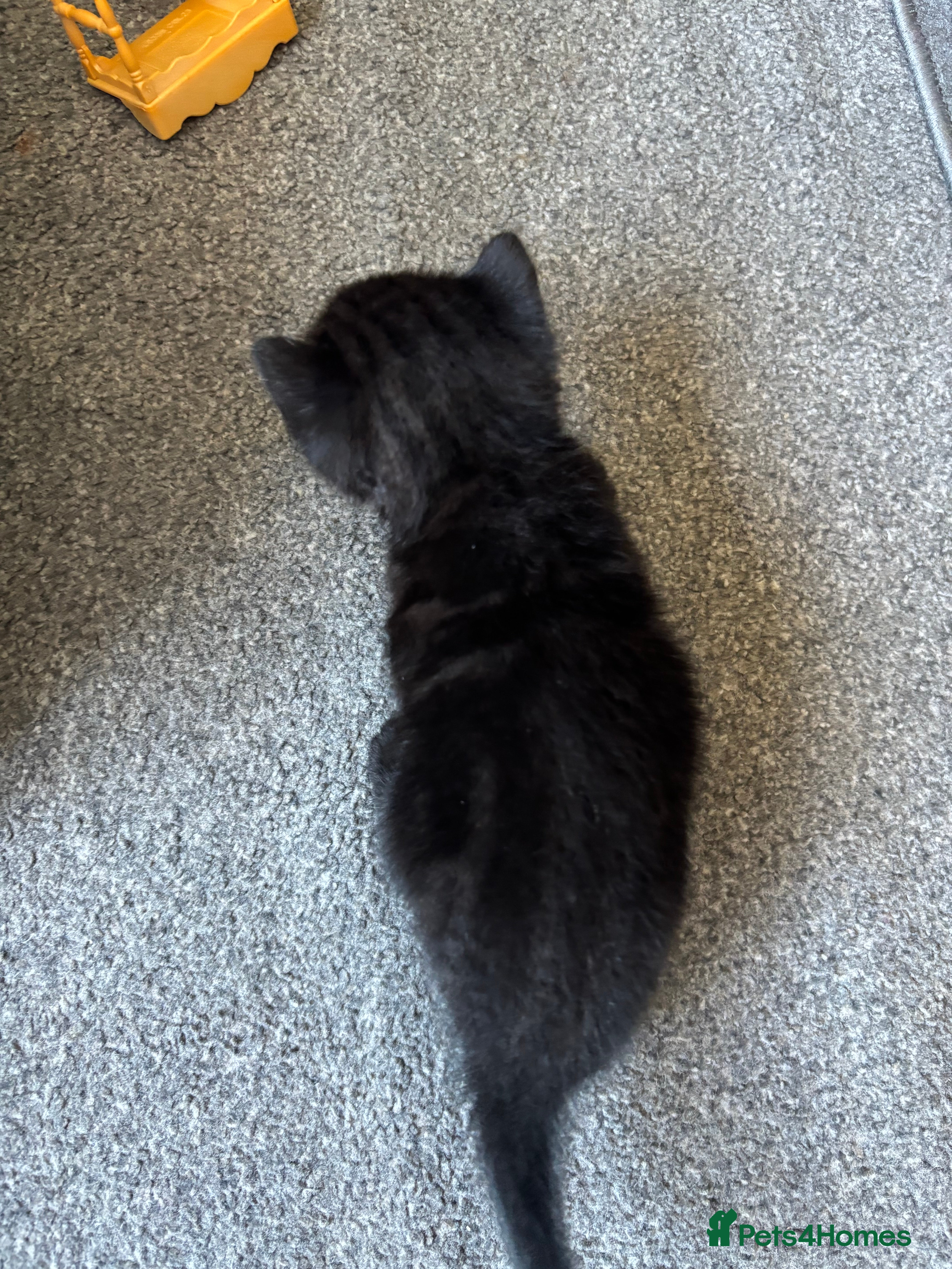 Mixed Breed cats for sale: 5 beautiful kittens for sale!  - Advert 9