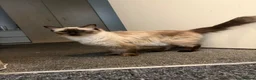 Ragdoll cats for sale: Rosee - Advert 3