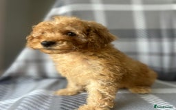 Miniature Poodle dogs for sale: Small size beautiful perfect poodle babys - Image 7