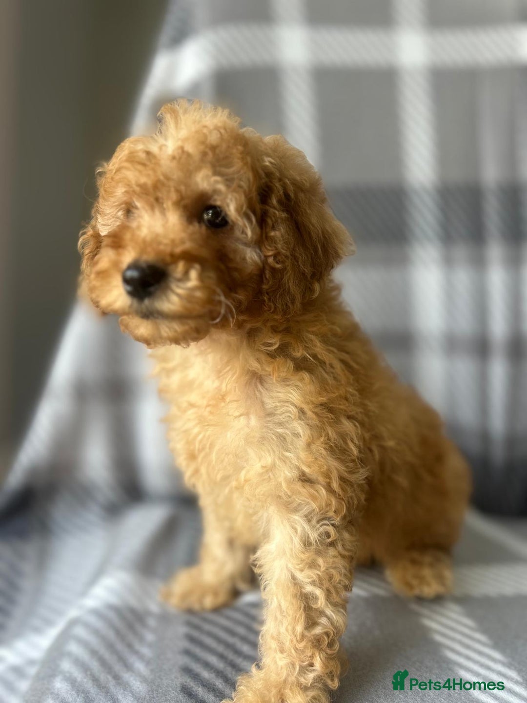 Miniature Poodle dogs for sale: Small size beautiful perfect poodle babys - Image 7