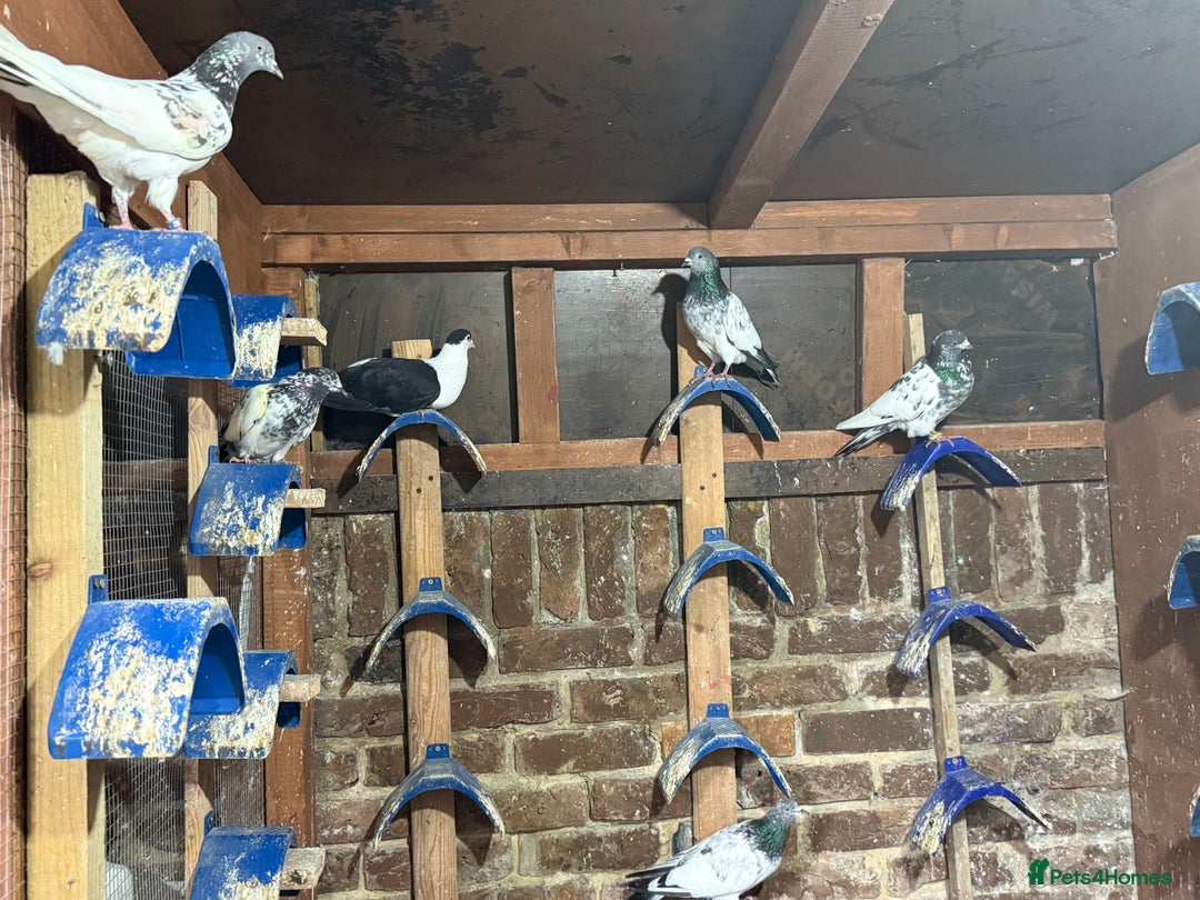 Pigeons birds for sale: Pakistani and afghani pigeons for sale  - Image 3