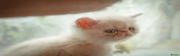 Exotic cats for sale: Gorgeous boy - Advert 7